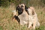 KANGAL 097
